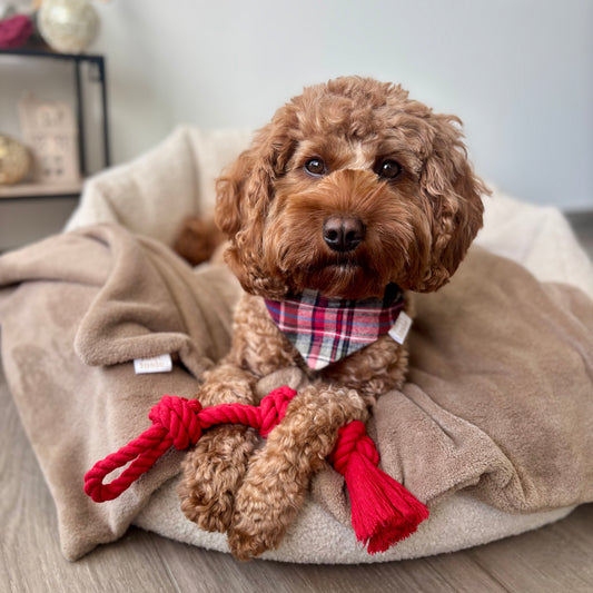 Baumwollseil (Kauspielzeug) - Rot