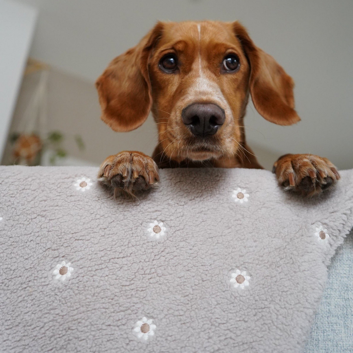 Kuscheldecke Wildflower Taupe