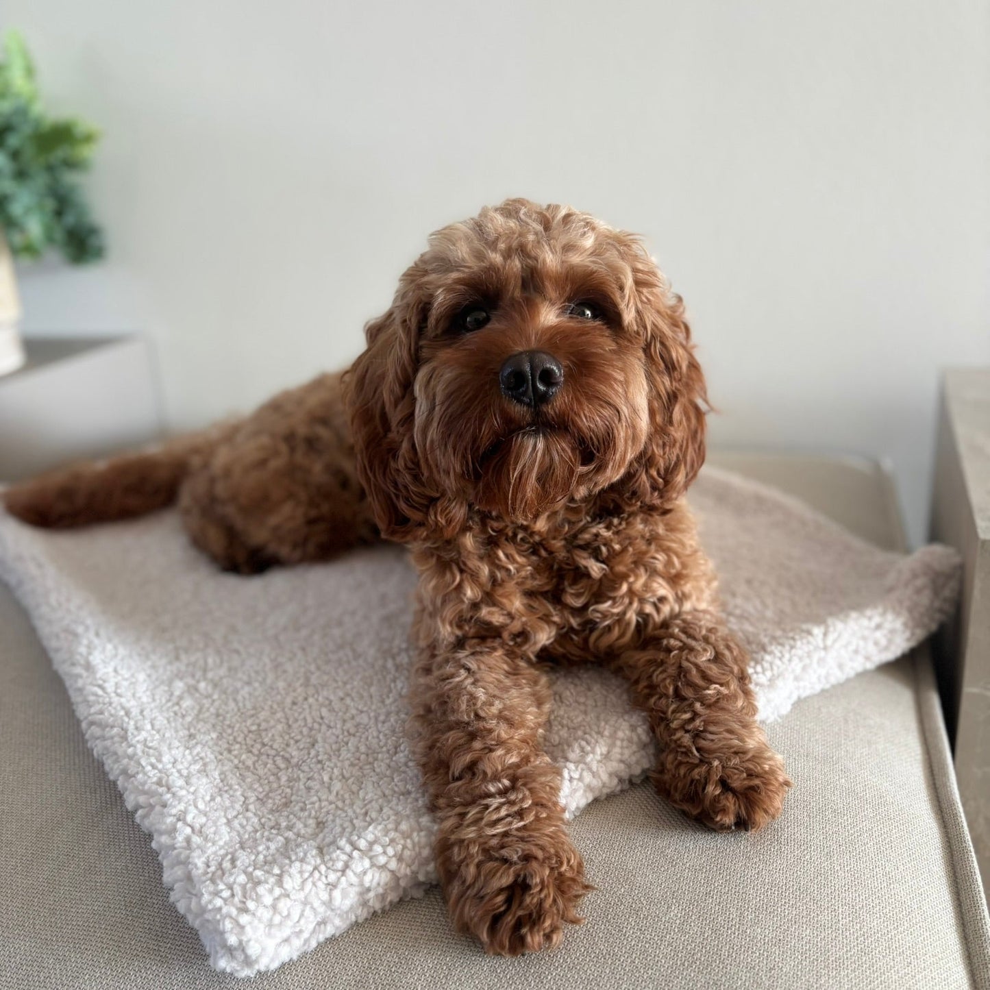Hundedecke Creme