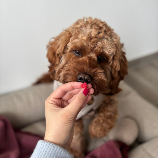 Rote Bete Kokos Leckerli