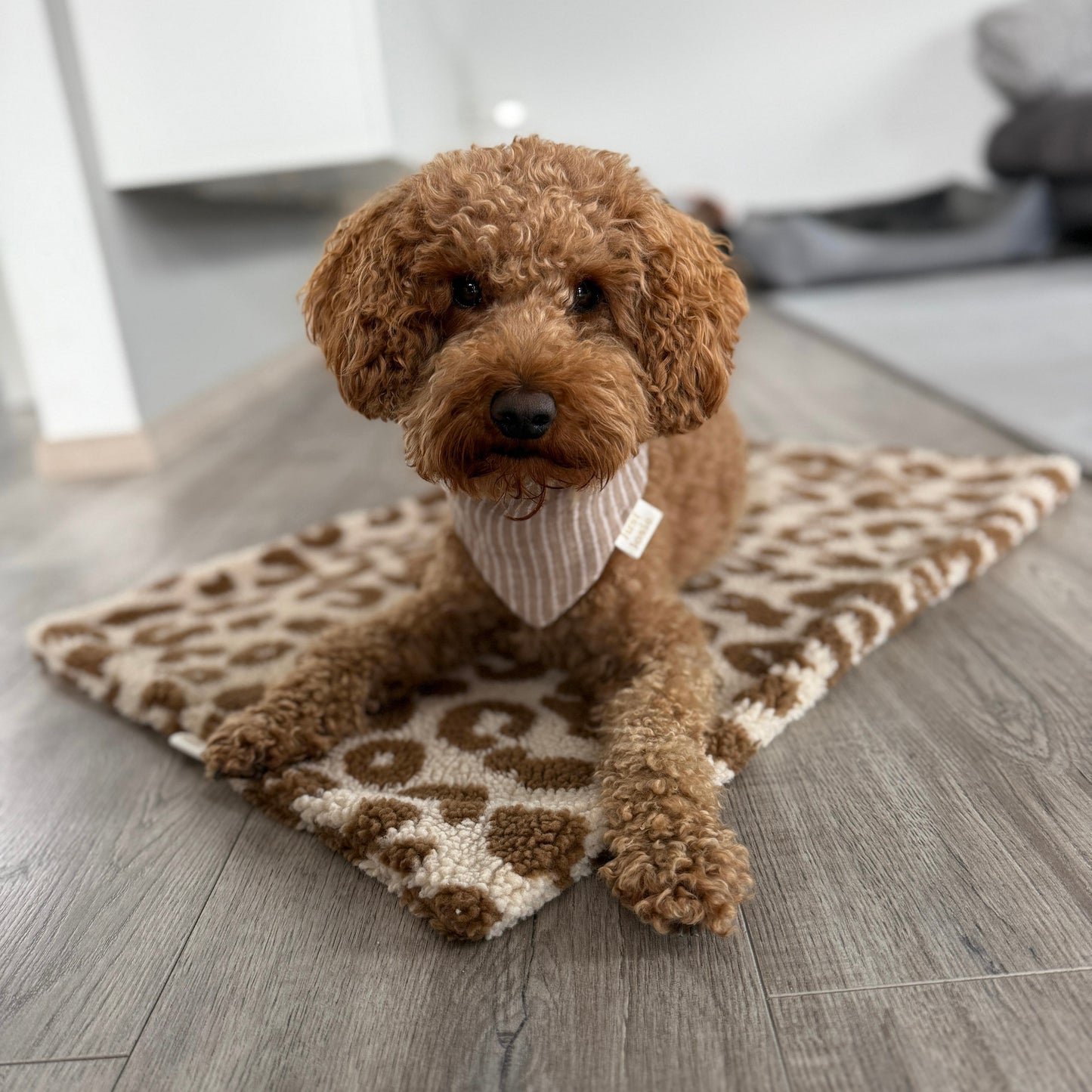 Hundedecke Leo