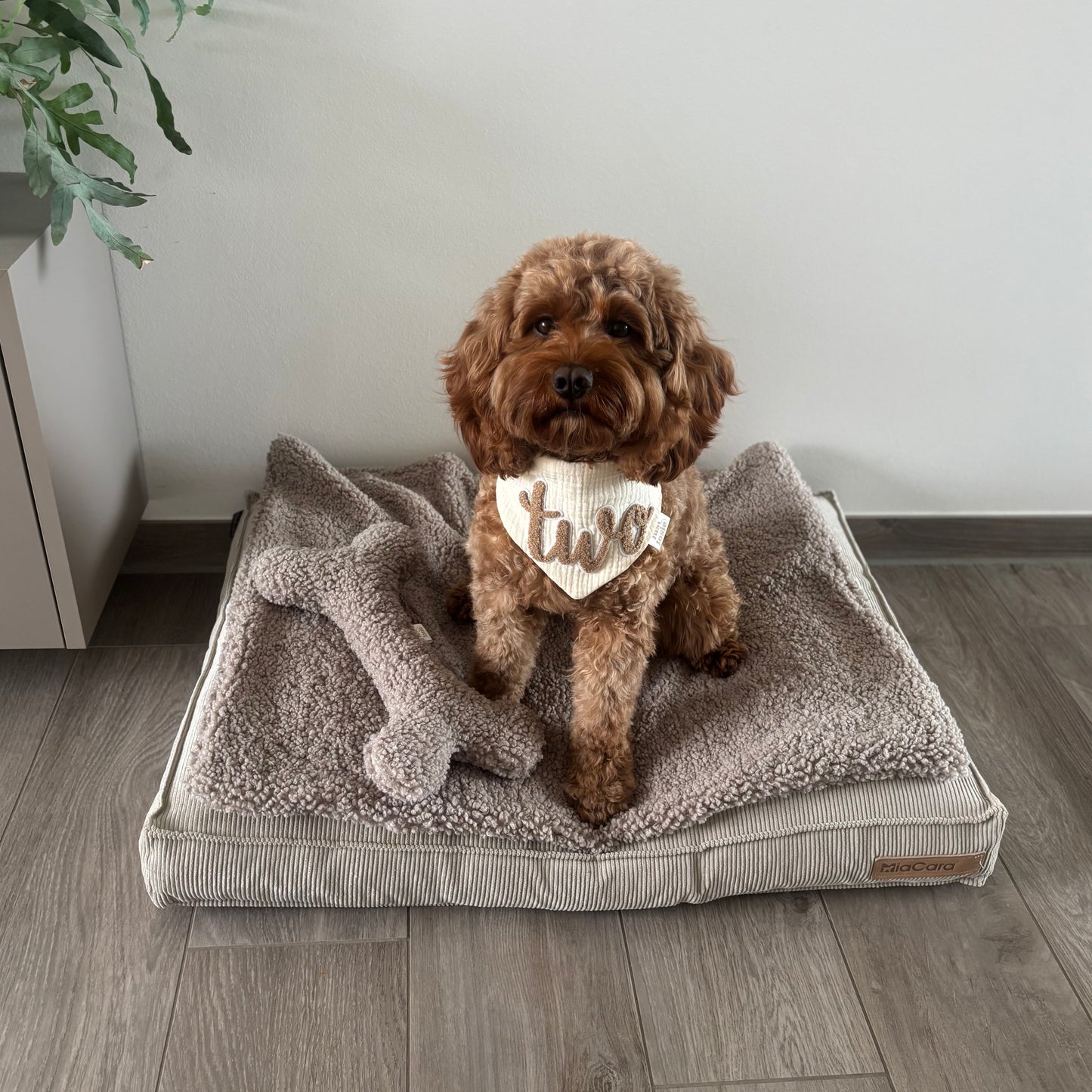 Spielzeug Knochen - Teddy