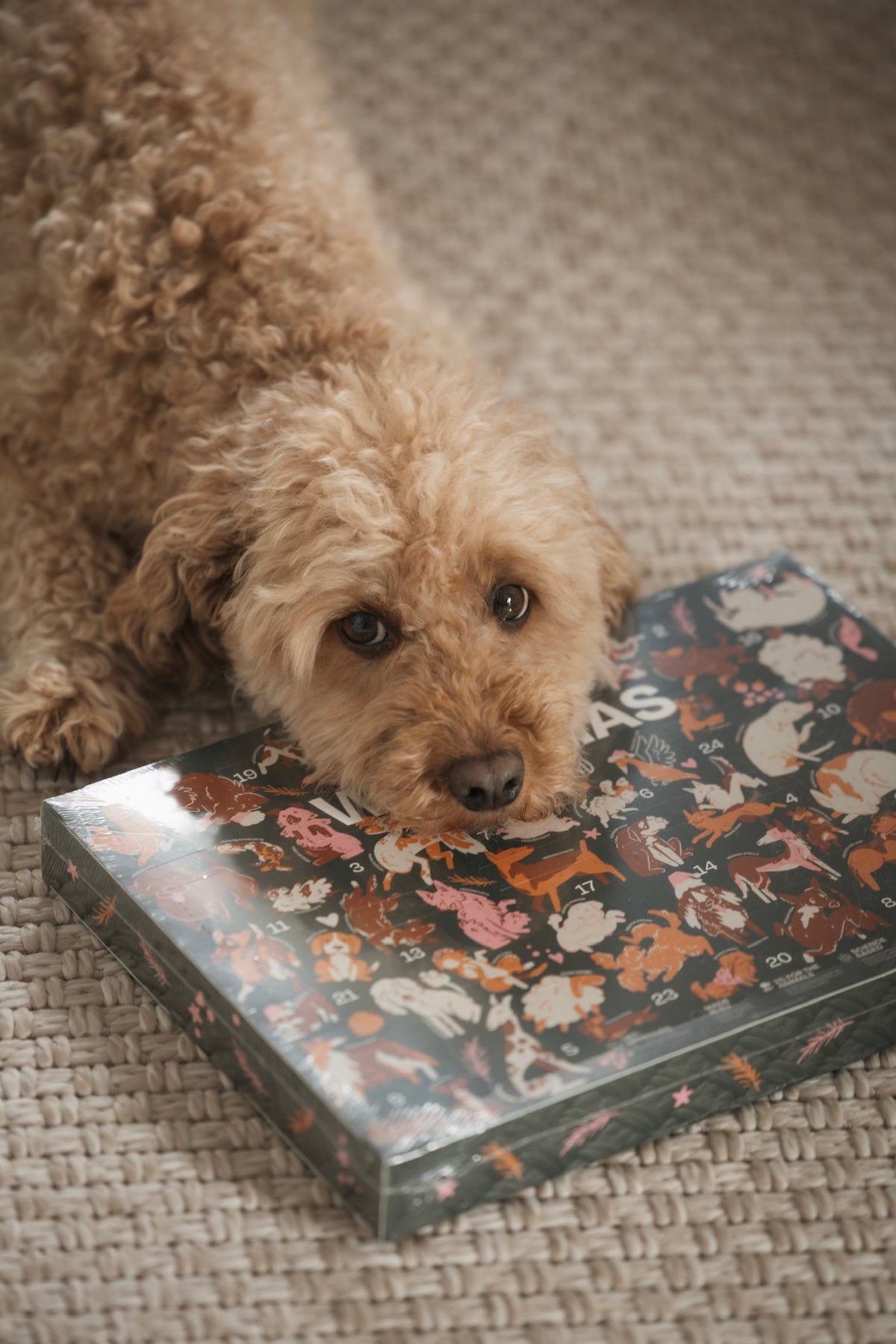 VEGDOG Adventskalender