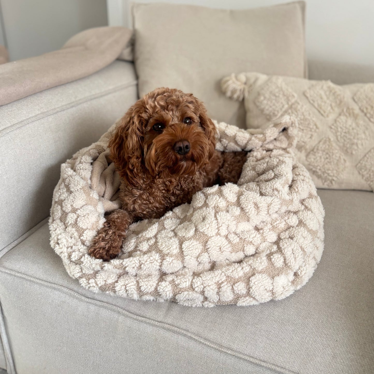 Kuschelsack LEVI- Teddy Bouclé Leo - November Limited Edition