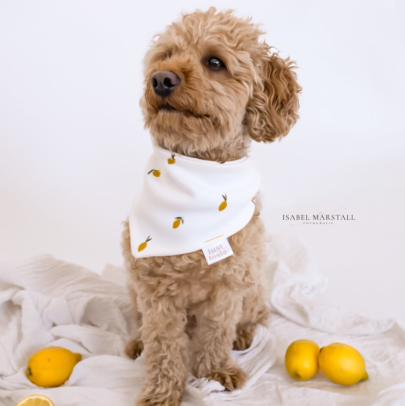 Halstuch Rippenjersey - Sweet Lemon
