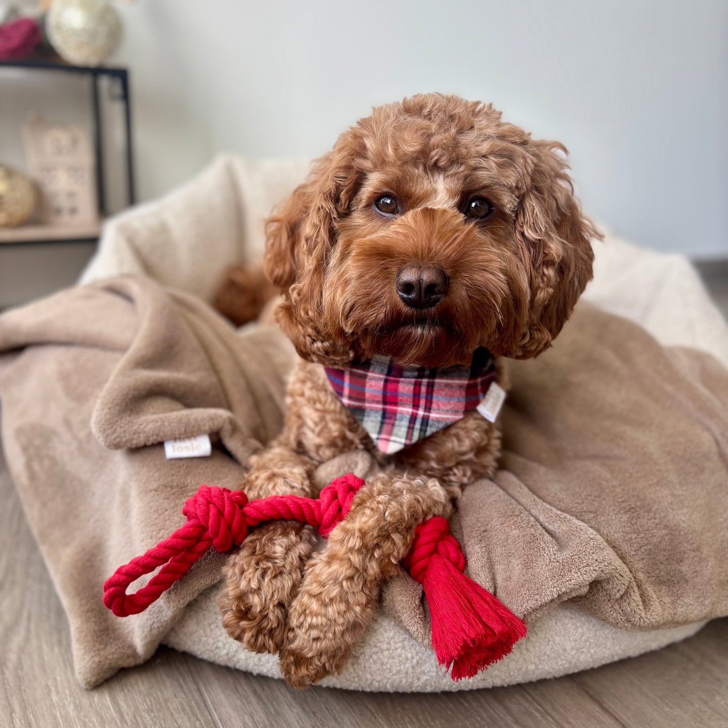 Baumwollseil (Kauspielzeug) - Rot