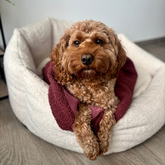 Kuschelsack - Teddy Bouclé - VORBESTELLUNG!